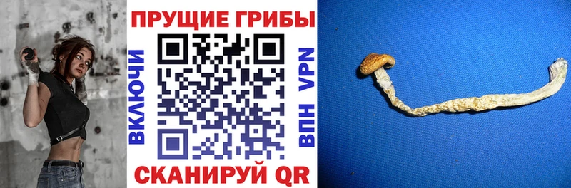 KRAKEN онион Вихоревка Псилоцибиновые грибы Cubensis наркошоп